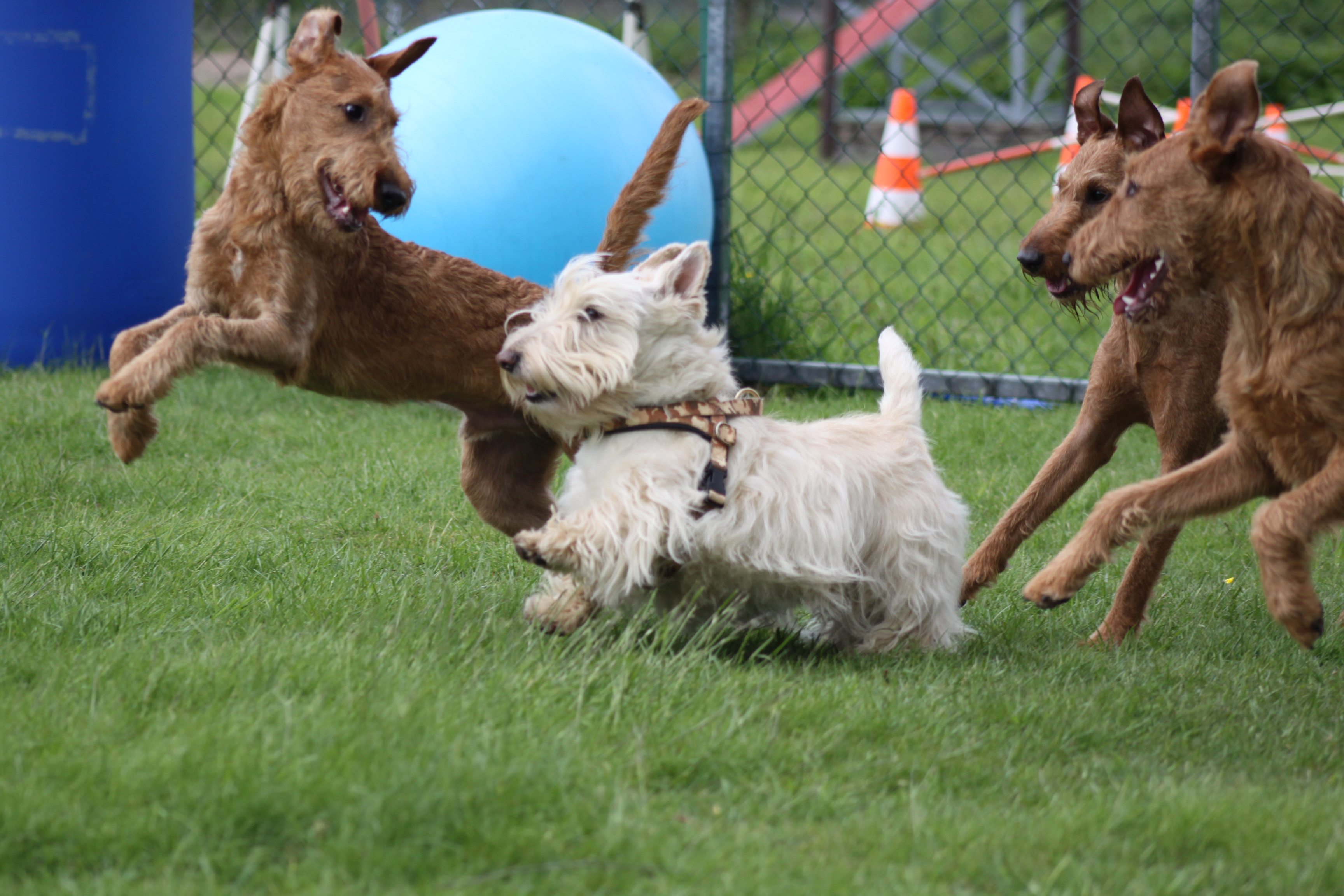 Lara und die Irish Terrier